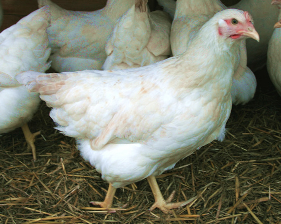 Silver Link Chicken