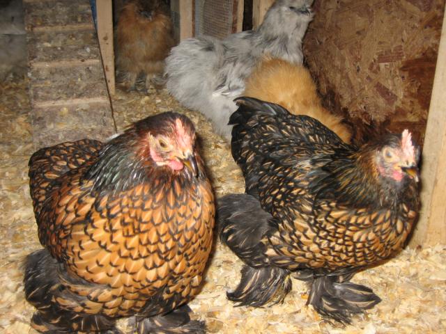 Cochin Bantam Chickens
