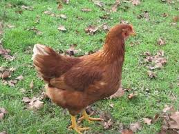Lohmans Chickens